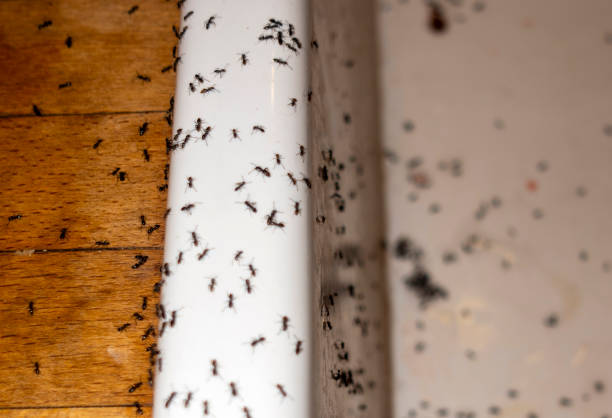 Flea Control Services in Flanders, NY