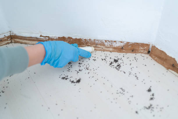 Best Pest Inspection Near Me  in Flanders, NY